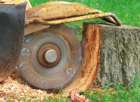 Tree and Stump removal services in Adelaide